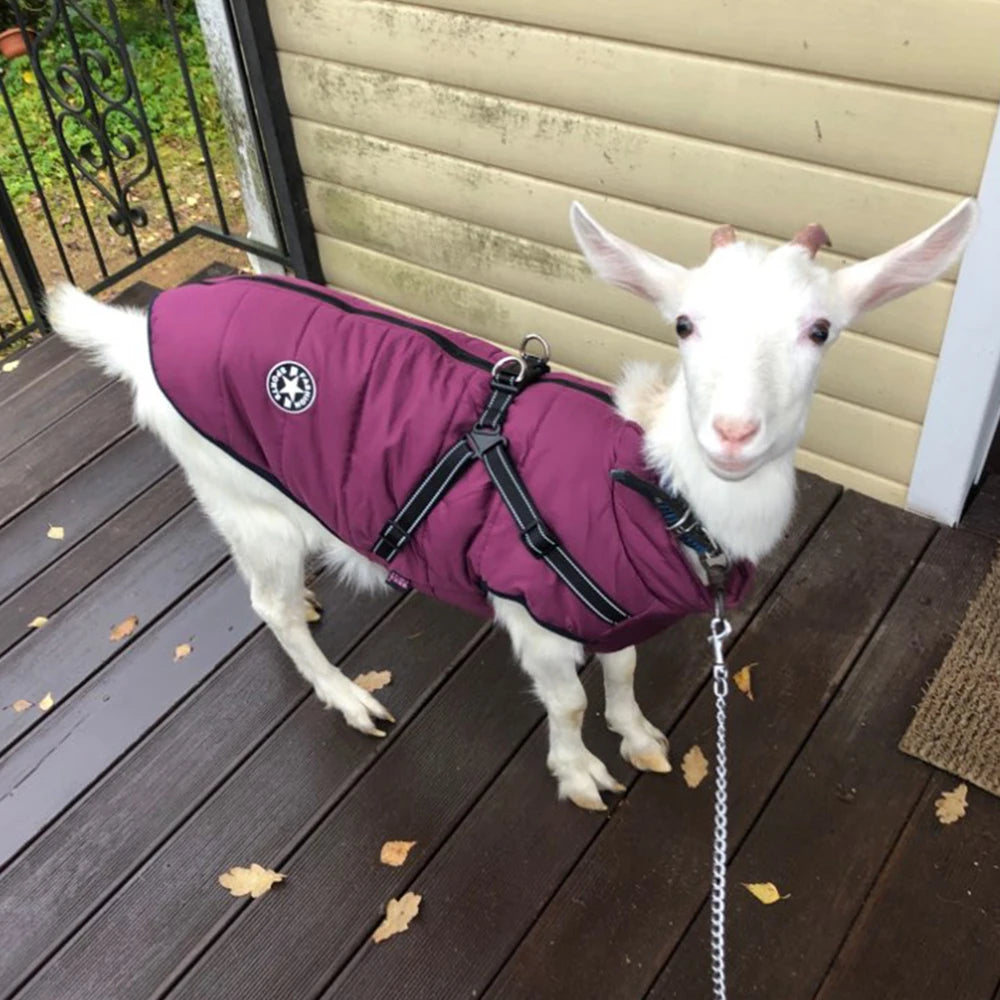 "Warm and Waterproof Dog Jacket!" - My Store